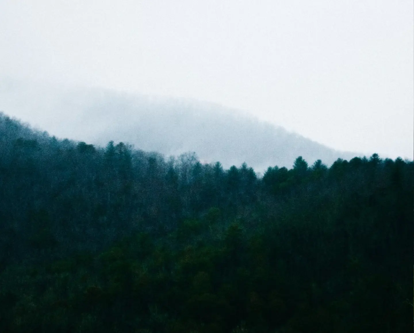Deep forest with fog